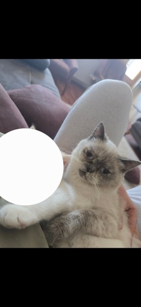 British Shorthair, Kedi  Leydi fotoğrafı
