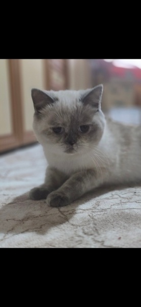 British Shorthair, Kedi  Leydi fotoğrafı