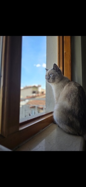 British Shorthair, Kedi  Leydi fotoğrafı