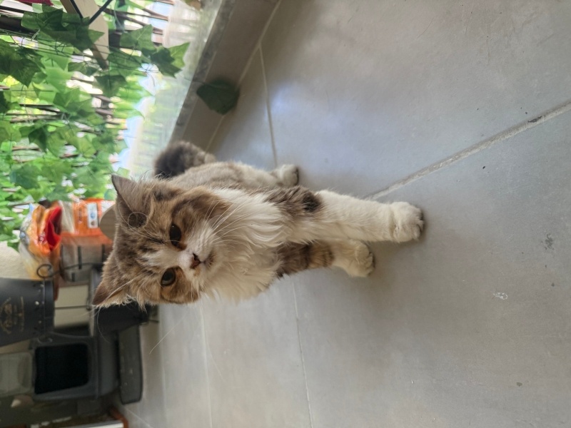 British Longhair, Kedi  Yumak fotoğrafı