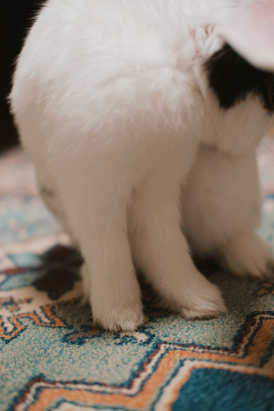 Tavşan, Kemirgen  Şıpıdık fotoğrafı
