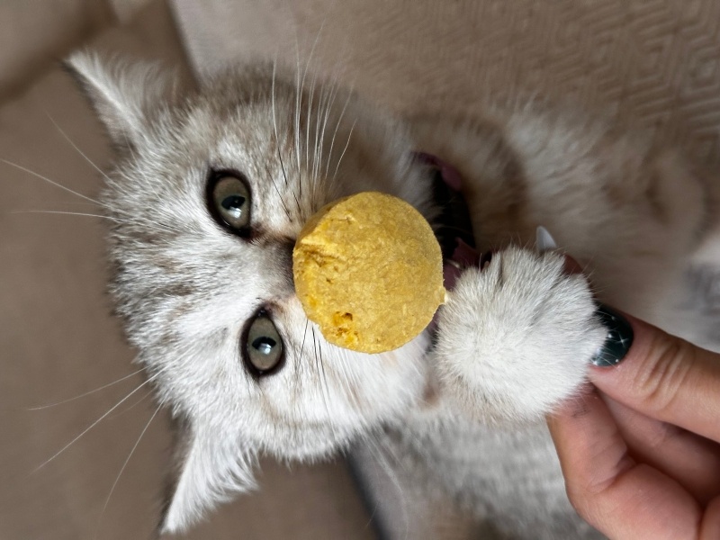 British Shorthair, Kedi  Misty fotoğrafı