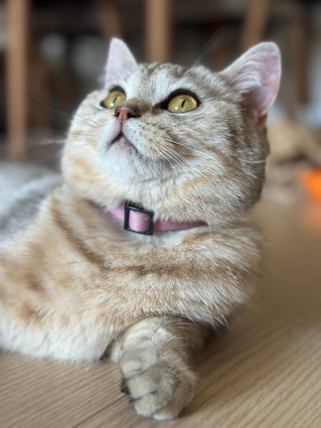 British Shorthair, Kedi  Misty fotoğrafı