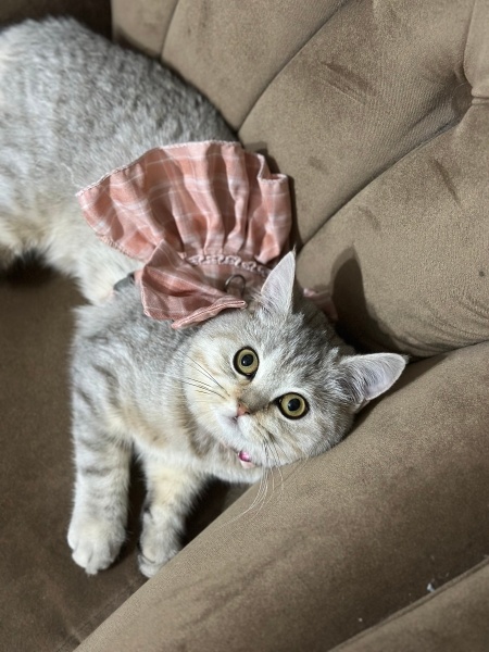 British Shorthair, Kedi  Misty fotoğrafı