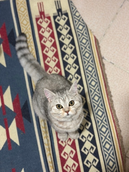 British Shorthair, Kedi  Misty fotoğrafı