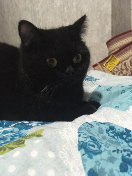 British Longhair, Kedi  Orko fotoğrafı
