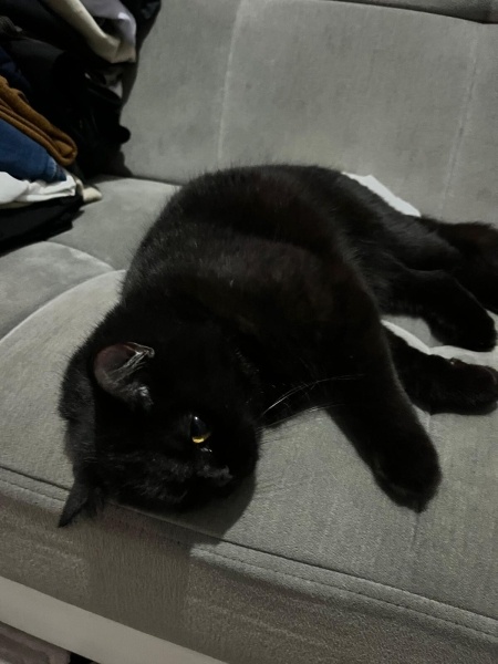 British Longhair, Kedi  Orko fotoğrafı