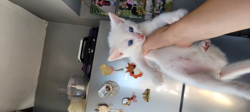 Tekir Kedi, Kedi  Beyaz fotoğrafı