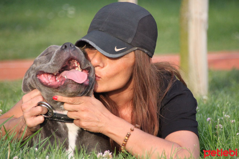 Staffordshire Bull Terrier, Köpek  poseidon fotoğrafı