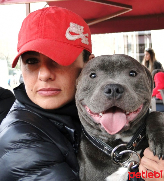 Staffordshire Bull Terrier, Köpek  poseidon fotoğrafı