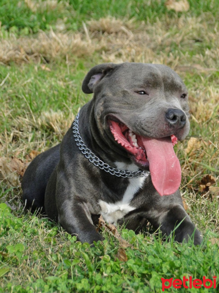 Staffordshire Bull Terrier, Köpek  poseidon fotoğrafı