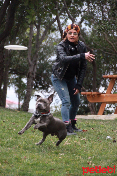Staffordshire Bull Terrier, Köpek  poseidon fotoğrafı