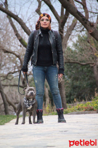 Staffordshire Bull Terrier, Köpek  poseidon fotoğrafı