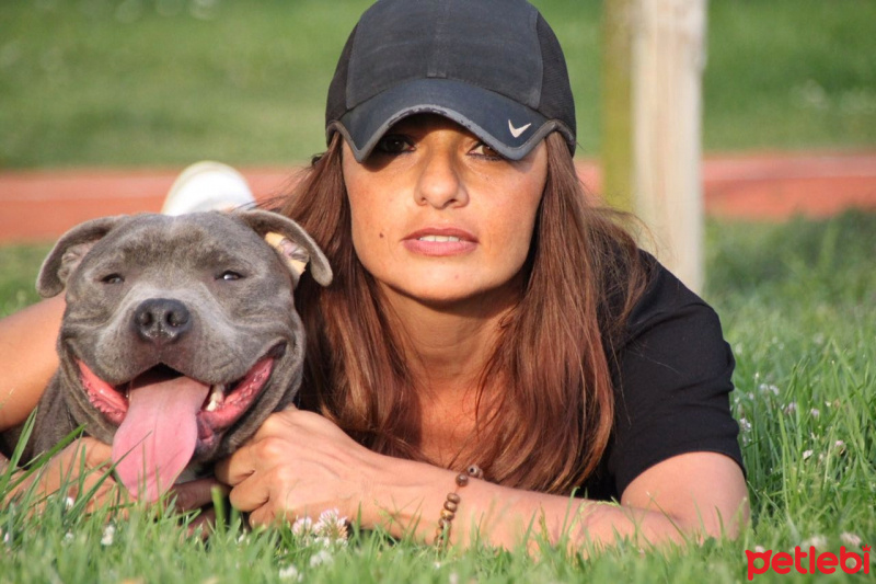 Staffordshire Bull Terrier, Köpek  poseidon fotoğrafı