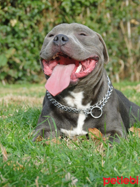 Staffordshire Bull Terrier, Köpek  poseidon fotoğrafı