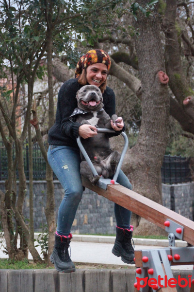 Staffordshire Bull Terrier, Köpek  poseidon fotoğrafı