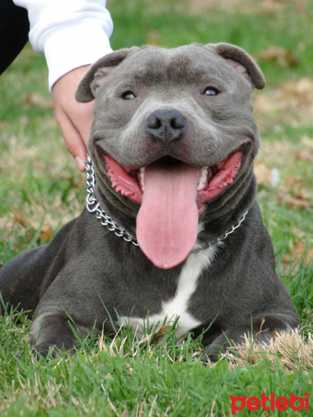 Staffordshire Bull Terrier, Köpek  poseidon fotoğrafı