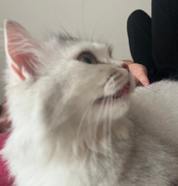 British Longhair, Kedi  Gökçe fotoğrafı