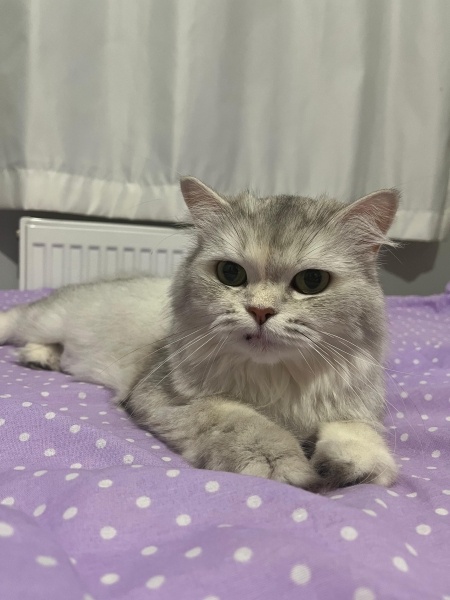 British Longhair, Kedi  Gökçe fotoğrafı