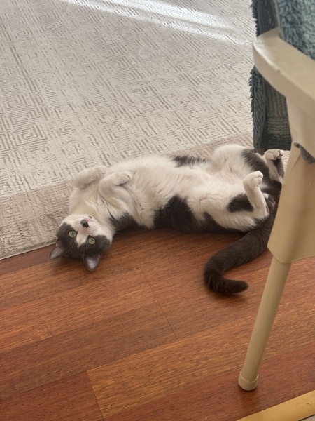 Tekir Kedi, Kedi  Papyon fotoğrafı