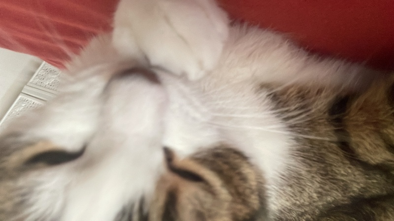 Tekir Kedi, Kedi  Leo fotoğrafı