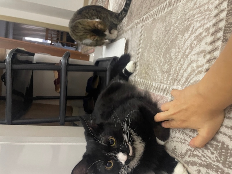 Tekir Kedi, Kedi  Karam fotoğrafı