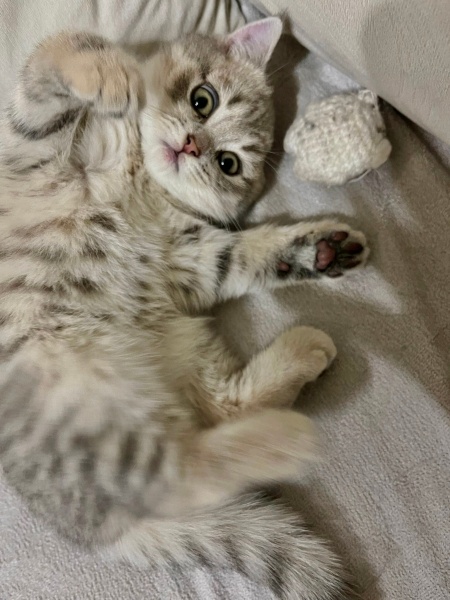 British Shorthair, Kedi  Miya fotoğrafı