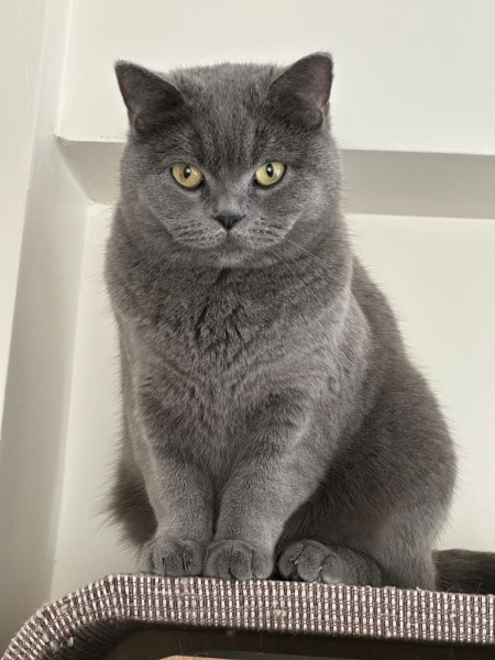British Shorthair, Kedi  Xena fotoğrafı