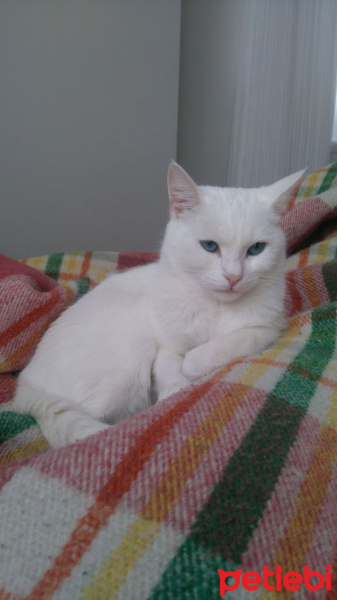Ankara Kedisi, Kedi  Karmen fotoğrafı