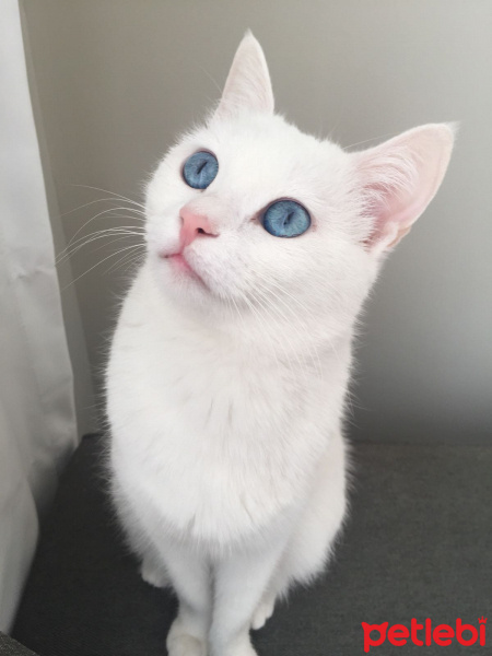 Ankara Kedisi, Kedi  Karmen fotoğrafı
