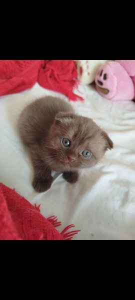 Scottish Fold, Kedi  Mocha fotoğrafı