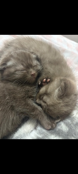 Scottish Fold, Kedi  Mocha fotoğrafı