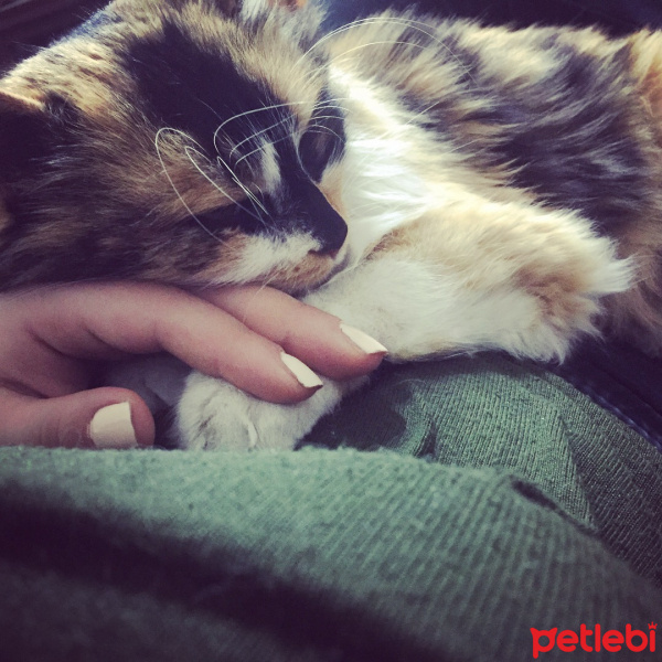 Tekir Kedi, Kedi  asya fotoğrafı