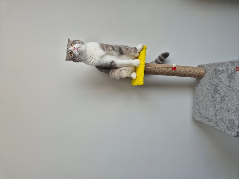 Scottish Fold, Kedi  Olive fotoğrafı