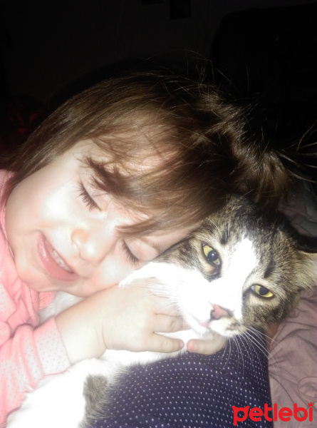 Tekir Kedi, Kedi  Pisi  fotoğrafı