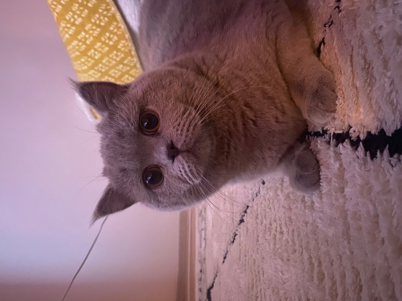 British Shorthair, Kedi  Deymın fotoğrafı
