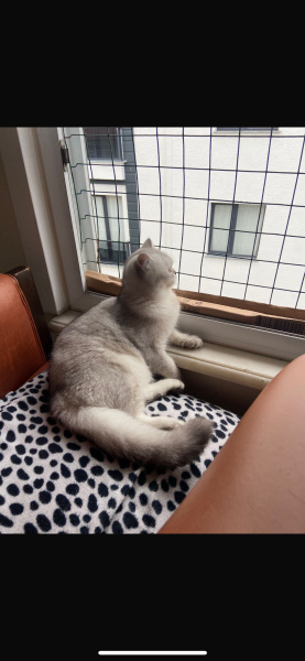 British Shorthair, Kedi  Luna fotoğrafı
