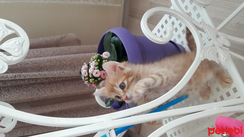 Tekir Kedi, Kedi  GÜNEŞ fotoğrafı