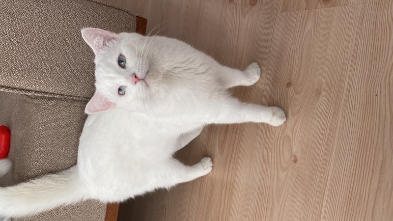 Ankara Kedisi, Kedi  Ares fotoğrafı