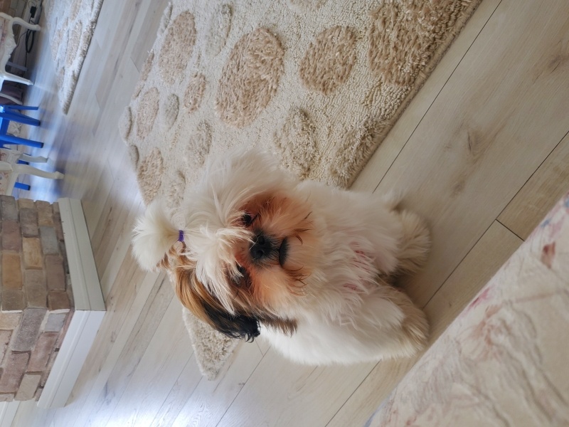 Shih Tzu, Köpek  Çilek fotoğrafı