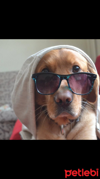 Golden Retriever, Köpek  Sherlock fotoğrafı