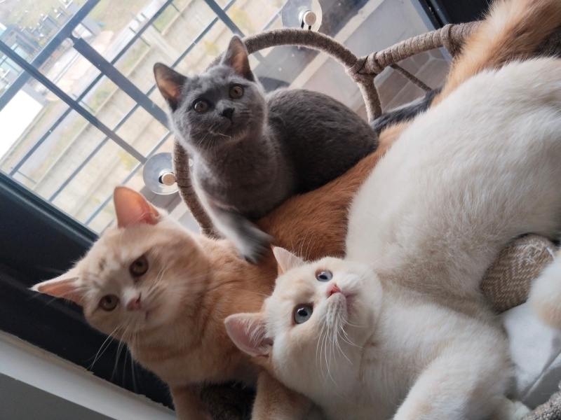British Shorthair, Kedi  Beyaz ve gri fotoğrafı