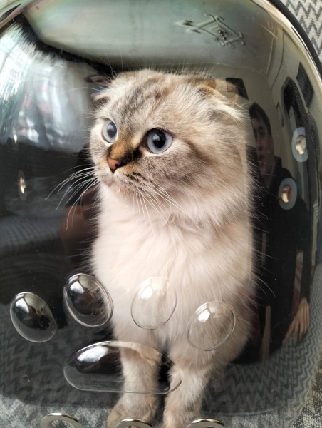 Scottish Fold, Kedi  Pişmaniye fotoğrafı