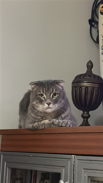 British Shorthair, Kedi  Pafina fotoğrafı