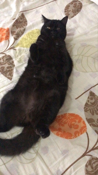 British Shorthair, Kedi  arap fotoğrafı