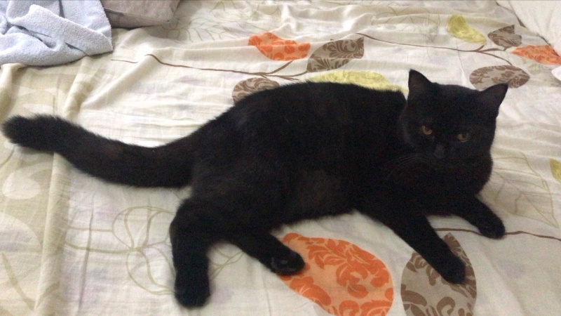 British Shorthair, Kedi  arap fotoğrafı