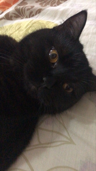 British Shorthair, Kedi  arap fotoğrafı