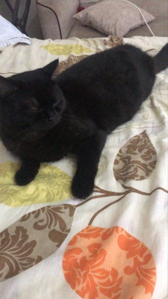 British Shorthair, Kedi  arap fotoğrafı