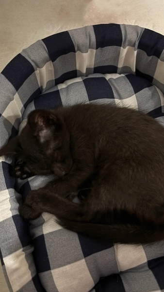 Tekir Kedi, Kedi  Luna fotoğrafı