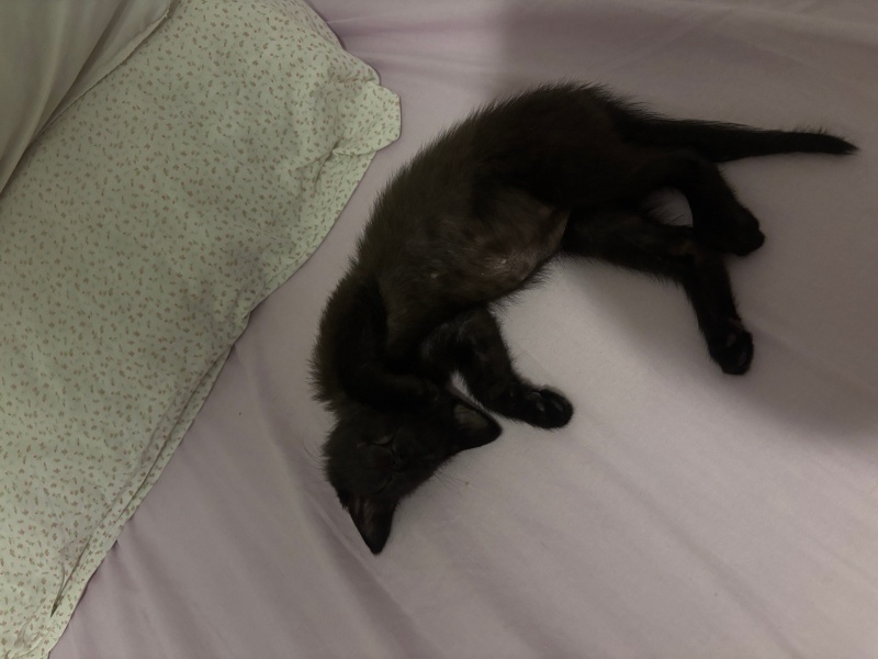 Tekir Kedi, Kedi  Luna fotoğrafı
